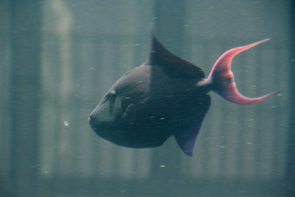 Rotzahn-Drckerfisch (Odonus niger) am 10.1.2010 im Aquadom Berlin.