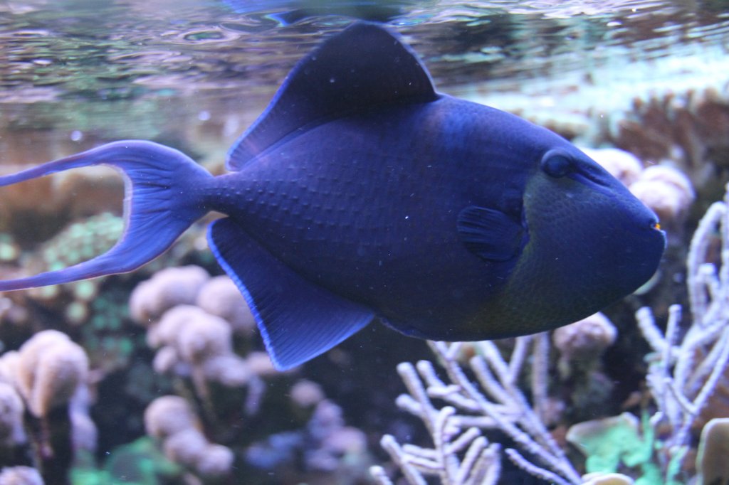 Rotzahn-Drckerfisch (Odonus niger) am 9.2.2010 im Vivarium Karlsruhe.
