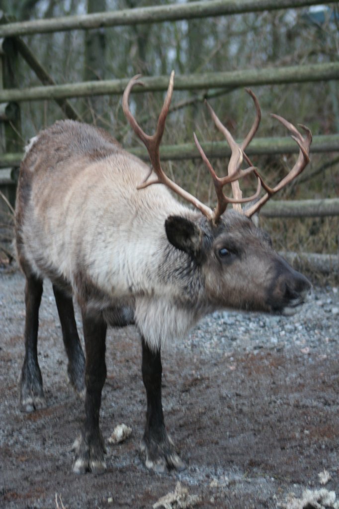 Rudi wartet auf den Einsatz. Ren am 13.12.2008 in Skansen.