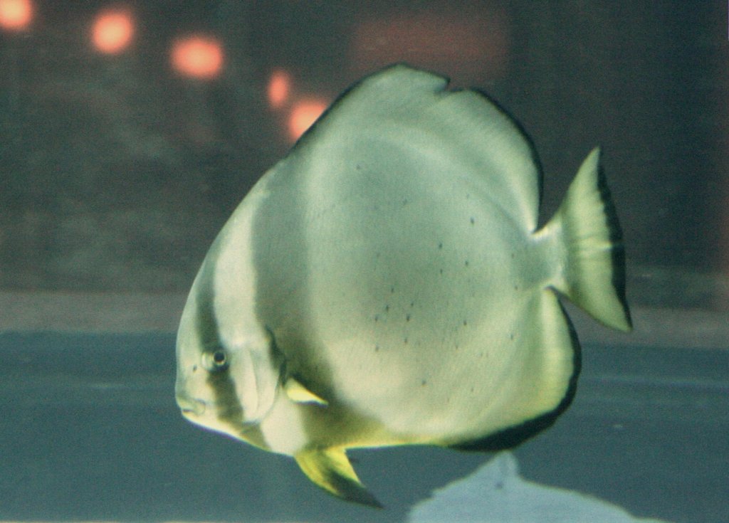 Rundkopf-Fledermausfisch (Platax orbicularis) am 10.1.2010 im Aquadom in Berlin.