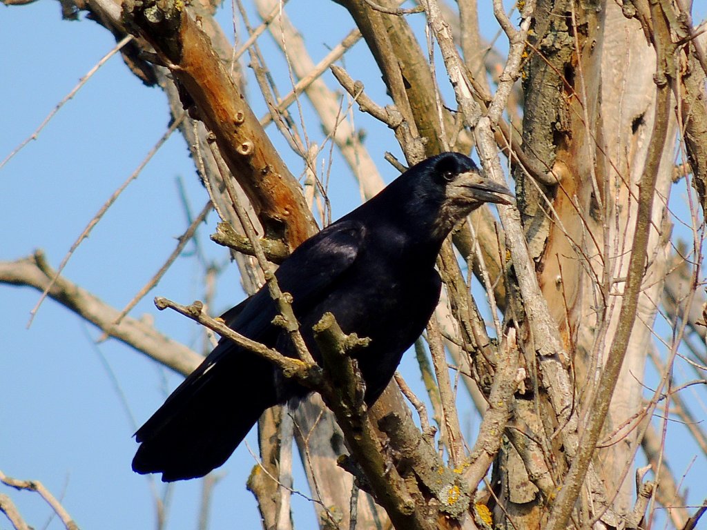 Saatkrhe(Corvus frugilegus), schlgt hoch droben im Baum Alarm; 121114