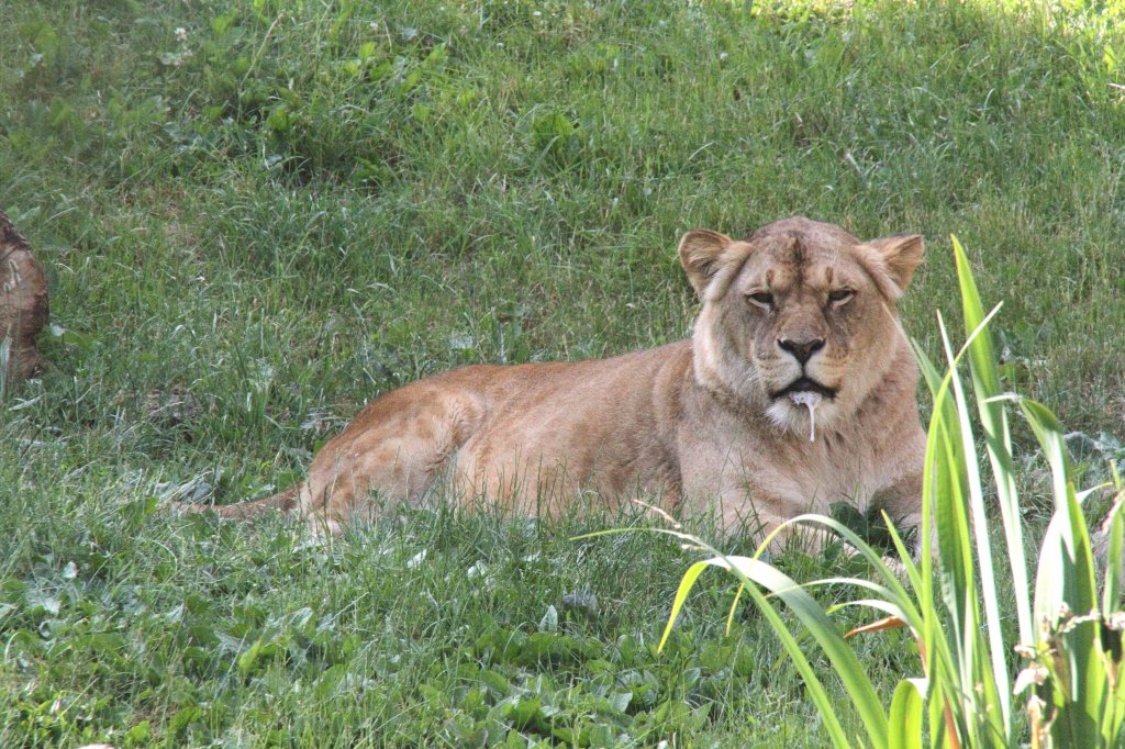 Sabbernde Angola-Lwin  Luena  (Panthera leo bleyenberghi) am 26.6.2010 im Zoo Leipzig.