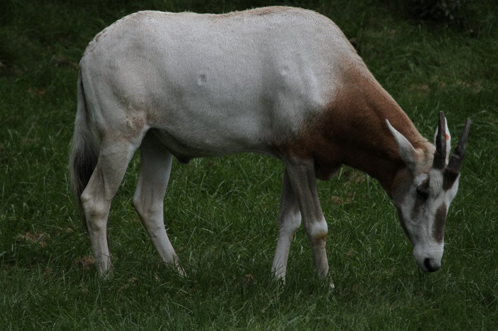 Sbelantilope (Oryx dammah) am 13.9.2010 im Zoo Toronto.