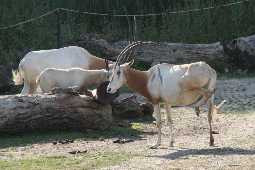 Sbelantilope (Oryx dammah) am 26.6.2010 im Leipziger Zoo.
 
 
