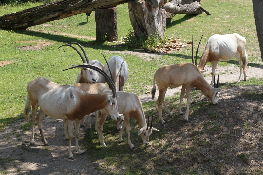 Sbelantilopen (Oryx dammah) am 27.6.2010 im Leipziger Zoo.