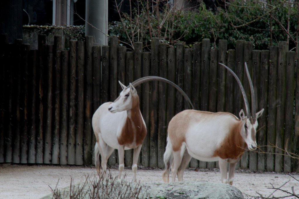 Sbelantilopen (Oryx dammah) am 9.2.2010 im Zoo Karlsruhe.