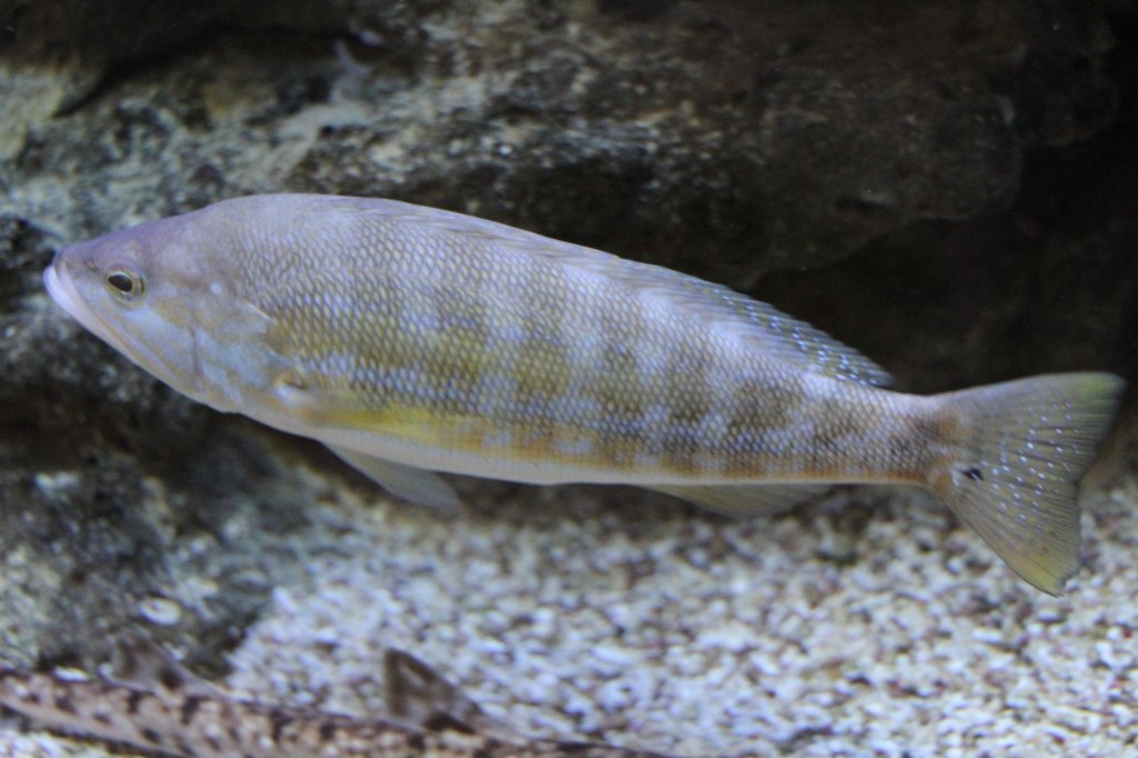 Sgebarsch (Serranus cabrilla) am 9.2.2010 im Vivarium Karlsruhe.