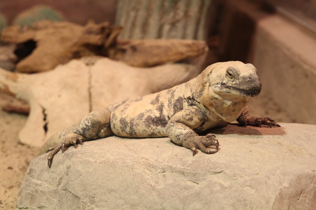 San Estaban Chuckwalla (Sauromalus varius) am 13.9.2010 im Toronto Zoo.