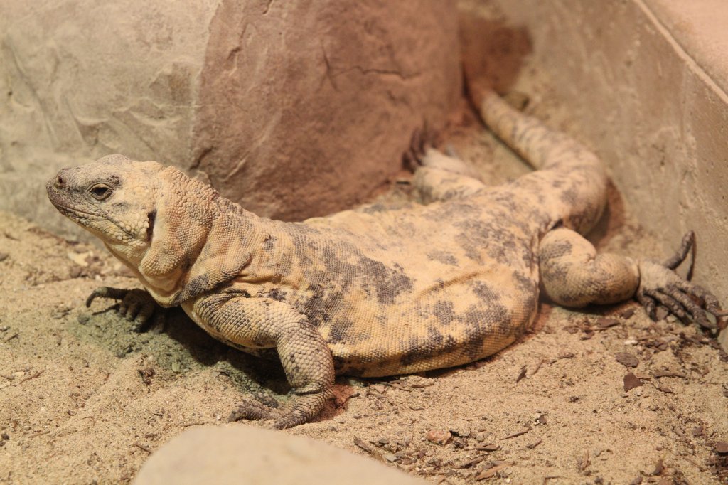 San Estaban Chuckwalla (Sauromalus varius) am 13.9.2010 im Toronto Zoo.
Dieser Chuckwalla ist, durch sein begrenztes vorkommen auf der Kalifornischen Insel San Estaban stark gefhrdet.