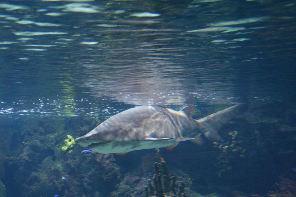 Sandtiergerhai (Carcharias taurus) am 12.12.2009 im Aquarium des Berliner Zoos.