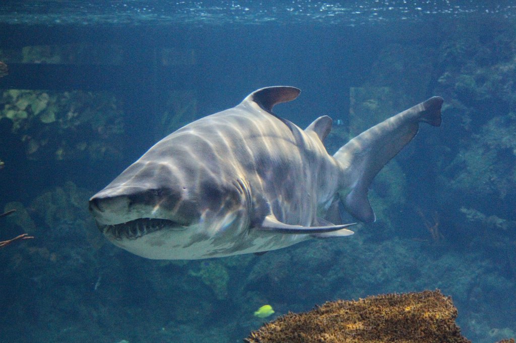 Sandtigerhai (Carcharias taurus) am 12.3.2010 im Zooaquarium Berlin.