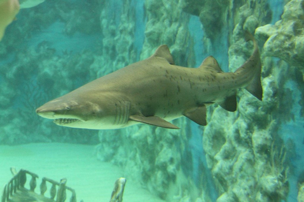 Sandtigerhai (Carcharias taurus) am 23.4.2010 im Meeresaquarium Zella-Mehlis.