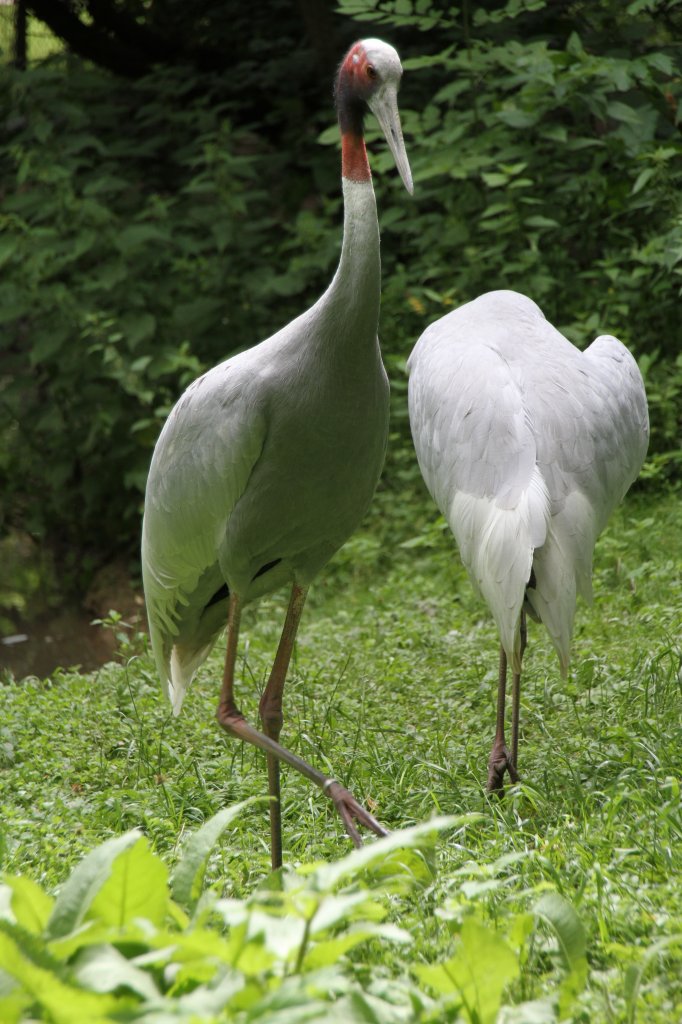 Saruskraniche (Grus antigone) am 22.6.2010 im Leintalzoo bei Schwaigern.
