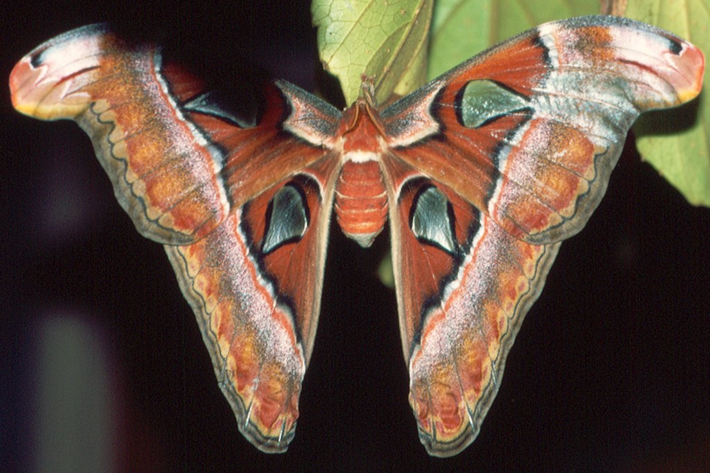 Saturniidae, Atlasspinner, Attacus atlas, 24.09.1994, Hunawihr, Frankreich