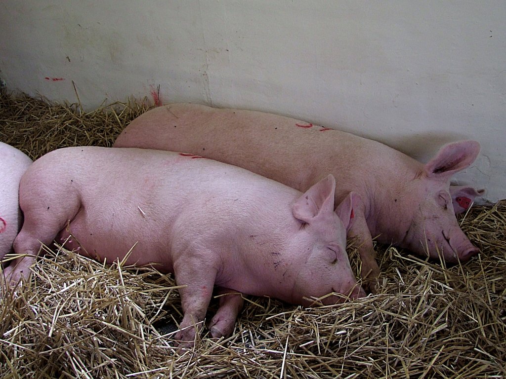 Saumde  sind diese beiden auf der int. Schweineausstellung in Ried;110908