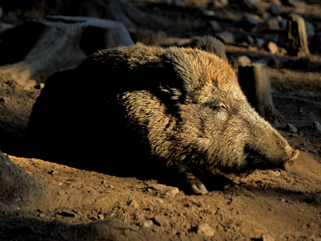 Sauwohl fhlt sich diese Wildschwein in der Sonne am 13.11.2011 im Wildfreigehege Hellenthal in der Eifel.