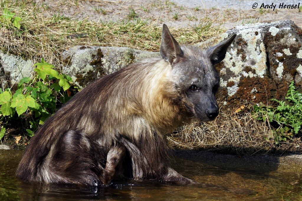 Schabrackenhyne, auch Braune Hyne oder Strandwolf genannt.