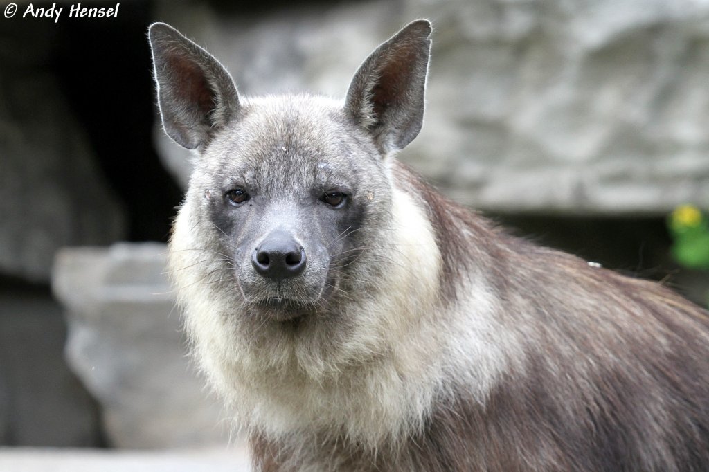 Schabrackenhyäne oder auch Braune Hyäne genannt.
