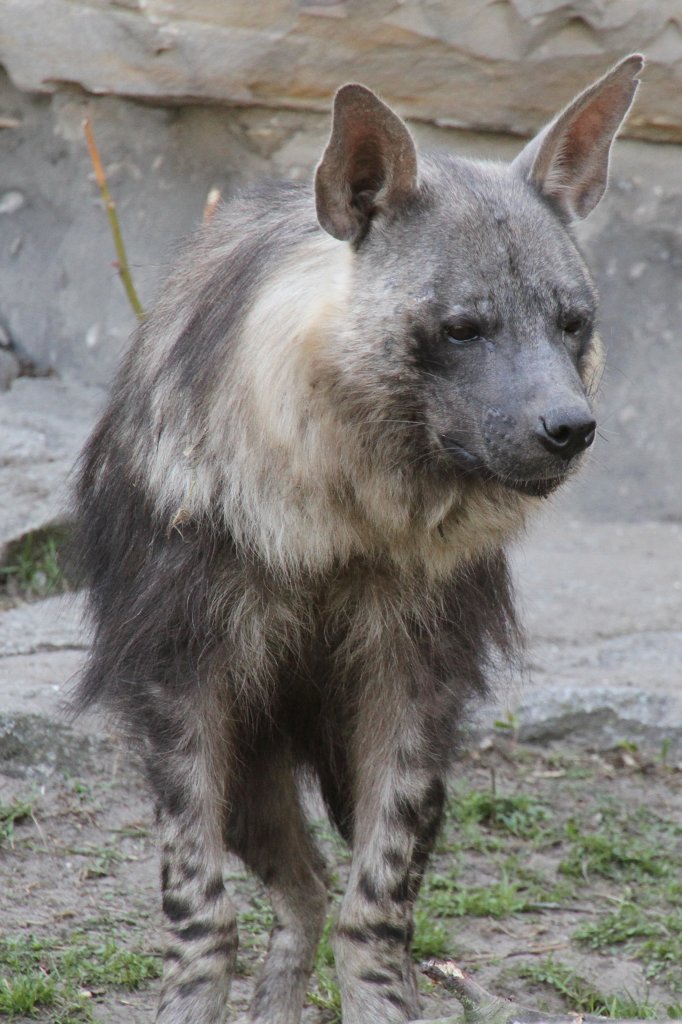 Schabrackenhyne (Parahyaena brunnea) im Tierpark Berlin.