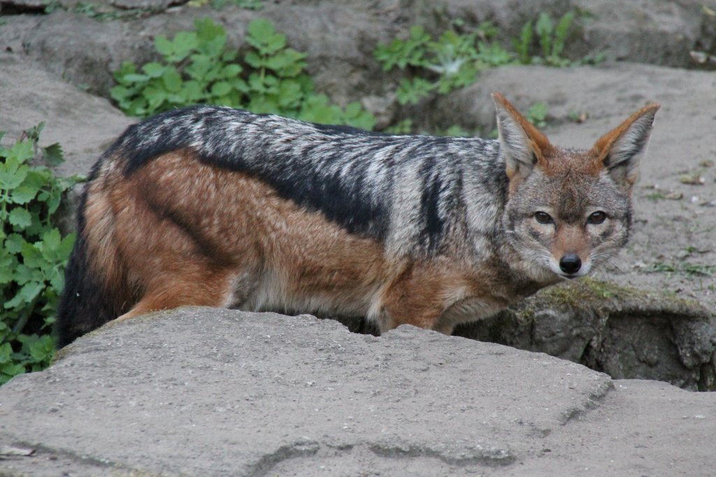 Schabrackenschakal (Canis mesomelas) am 18.4.2010 im Tierpark Berlin.