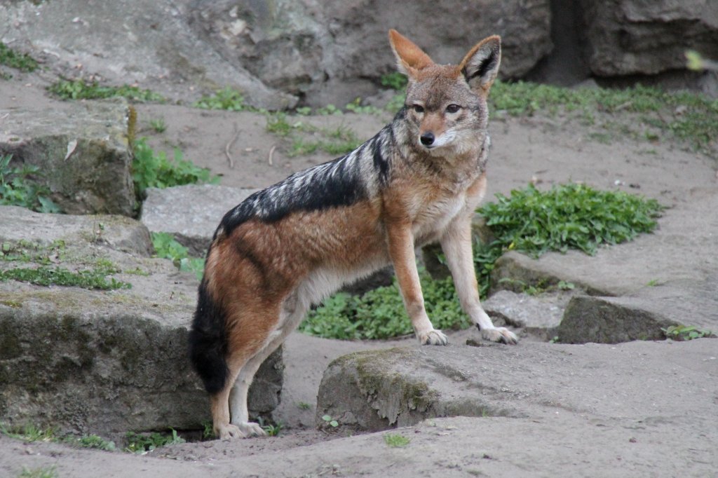 Schabrackenschakal (Canis mesomelas) am 18.4.2010 im Tierpark Berlin. Diese Tiere lassen sich erst am Abend, wenn keine Besucher mehr zu sehen sind blicken.