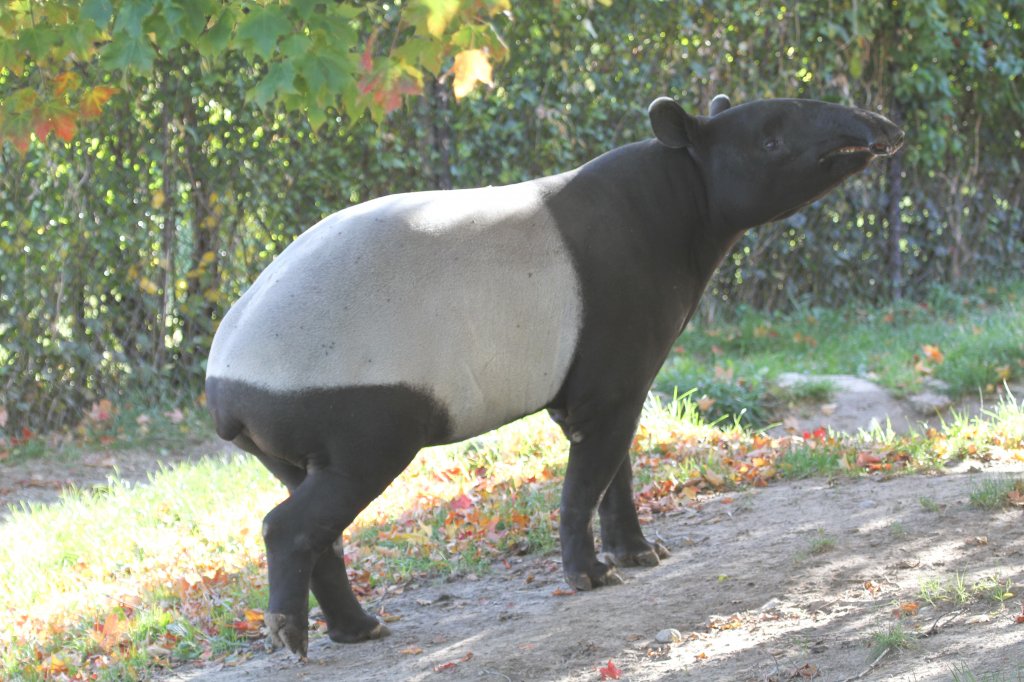 Schabrackentapir (Tapirus indicus) am 25.9.2010 im Toronto Zoo.