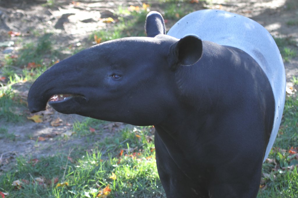 Schabrackentapir (Tapirus indicus) am 25.9.2010 im Toronto Zoo.