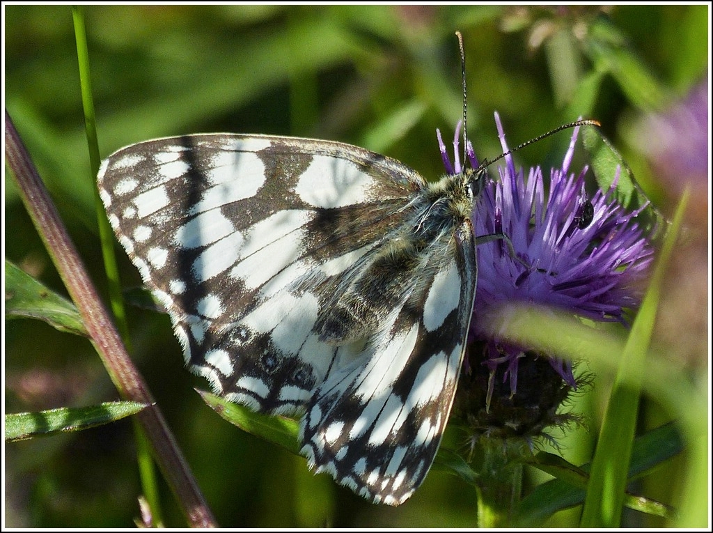 Schachbrettfalter (Melanargia galathea) aufgenommen am 23.07.2012.   (Hans)