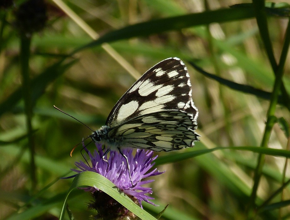 Schachbrettfalter (Melanargia galathea) mit leicht geffneten Flgeln aufgenommen am 23.07.2012.