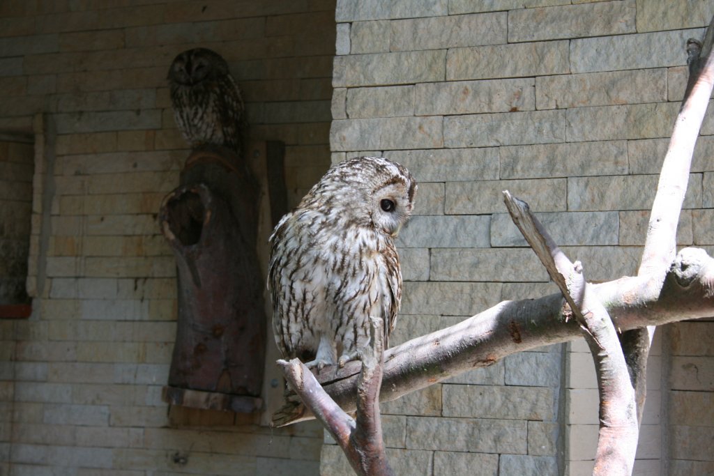 Schmt sie sich etwa?Die Eulerei im Heimattierpark Hirschfeld(bei Zwickau)ist begehbar.So kann man die Tiere aus nchster Nhe betrachten.