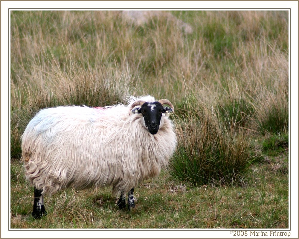 Schaf in Irland - Fotografiert im County Cork. Kann mir jemand sagen, um welche Schafsrasse es sich handelt?