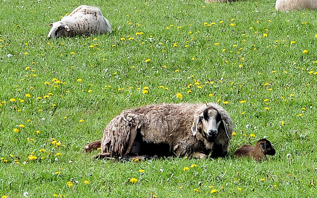Schaf mit Lamm beim sonnen auf der Weide - Euskirchen-Fla 08.04.2010