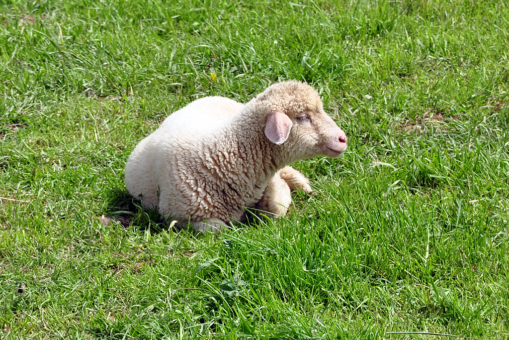 Schaf sonnt sich auf einer Weide an der Steinbachtalsperre bei Euskirchen - 08.05.2012