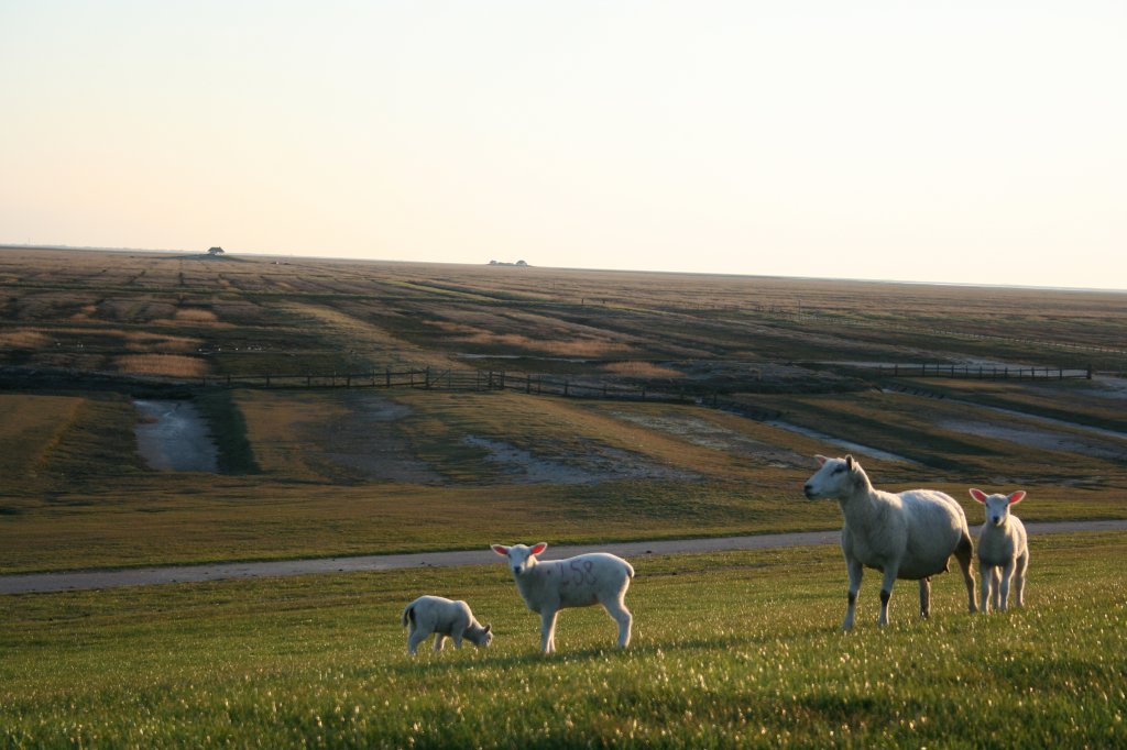 Schafsherde (Deutsches weikpfiges Fleischschaf) am 18.4.2008 auf der Hamburger Hallig.