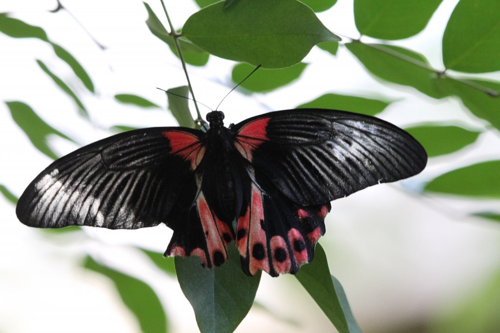 Scharlachroter Schwalbenschwanz (Papilio rumanzovia) am 25.9.2010 im Toronto Zoo.