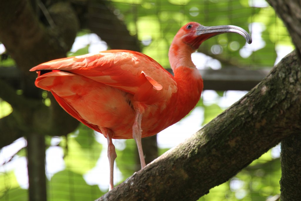 Scharlachsichler (Eudocimus ruber) am 22.6.2010 im Leintalzoo.