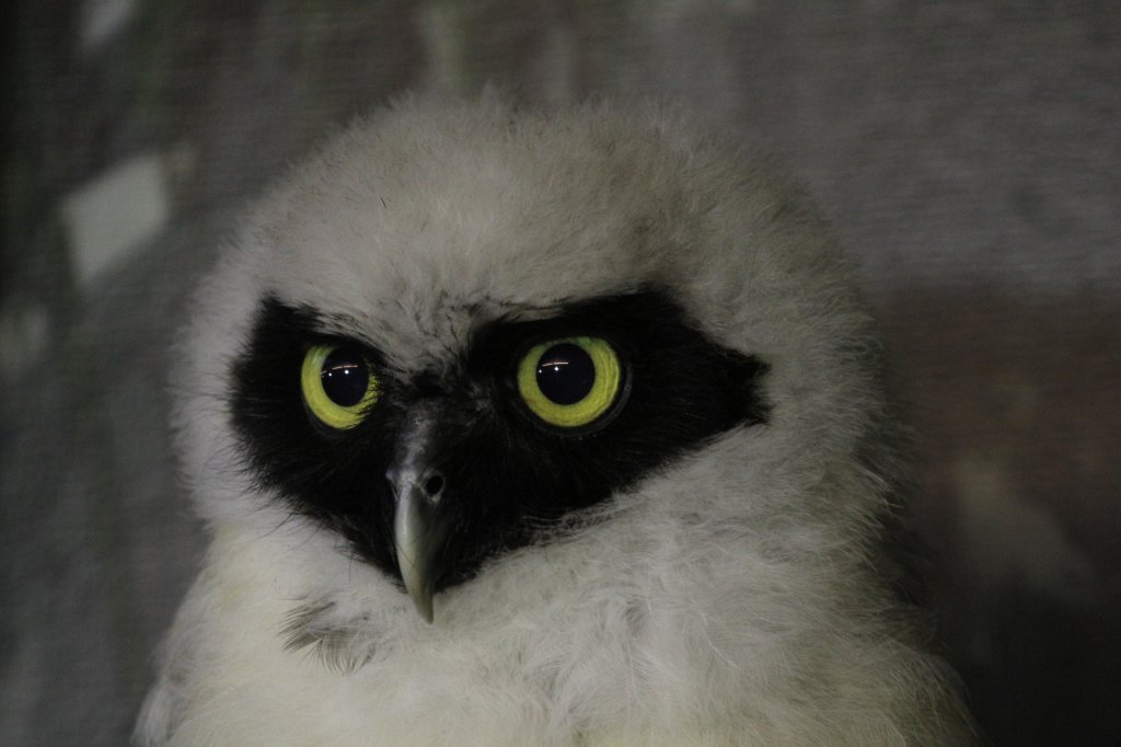 Schau mir in die Augen kleiner. Junger Brillenkauz (Pulsatrix perspicillata) am 13.9.2010 im Toronto Zoo.