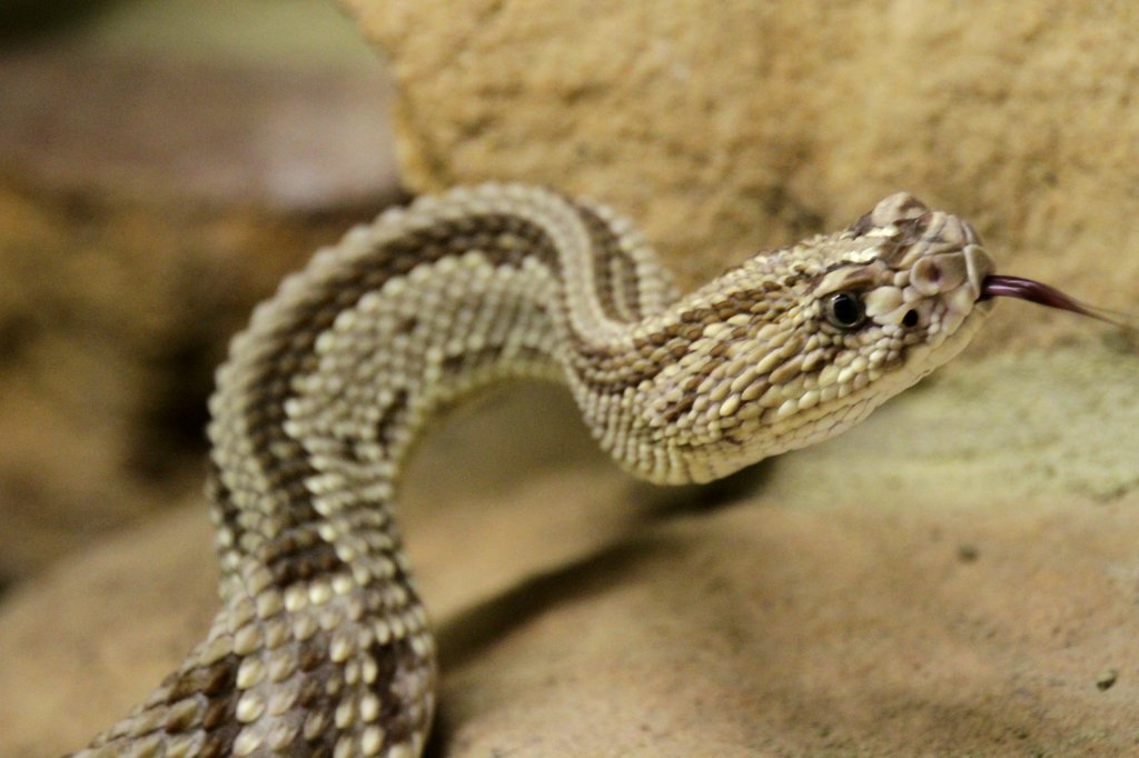 Schauerklapperschlange (Crotalus durissus) am 18.4.2010 im Tierpark Berlin.