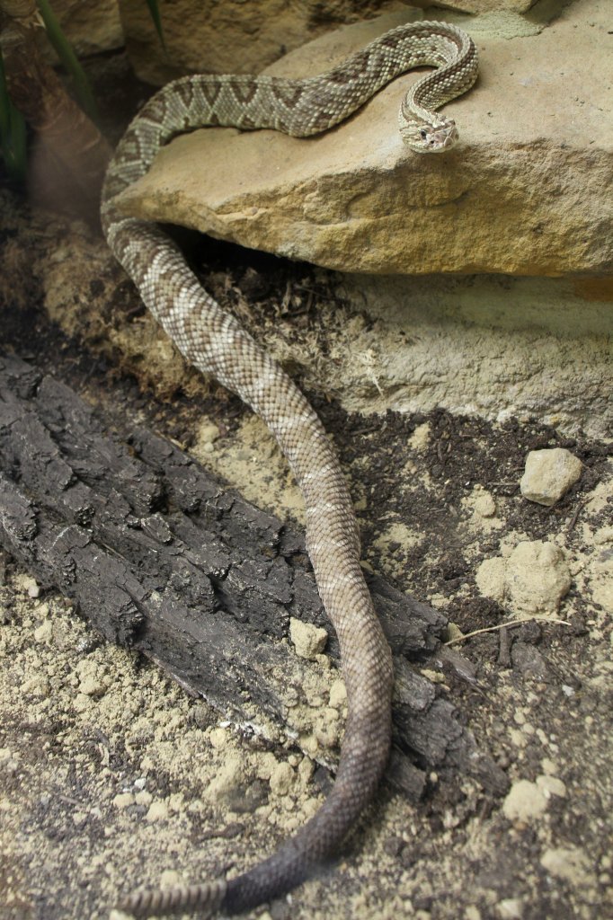 Schauerklapperschlange (Crotalus durissus) am 18.4.2010 im Tierpark Berlin.
 
