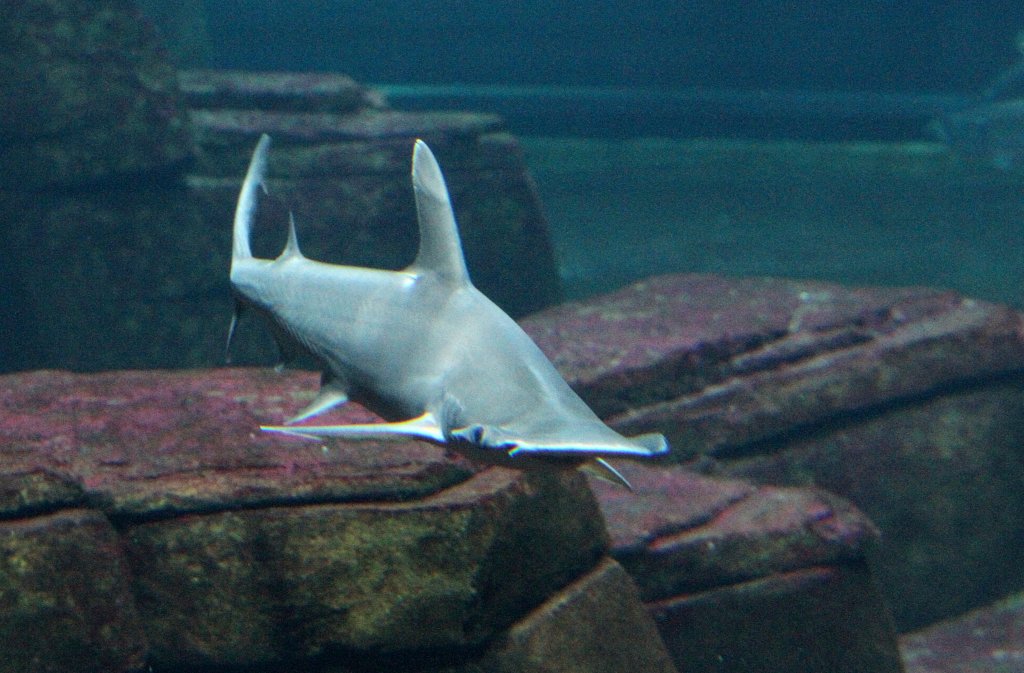 Schaufelnasen-Hammerhai (Sphyrna tiburo) am 12.3.2010 im Zooaquarium Berlin.