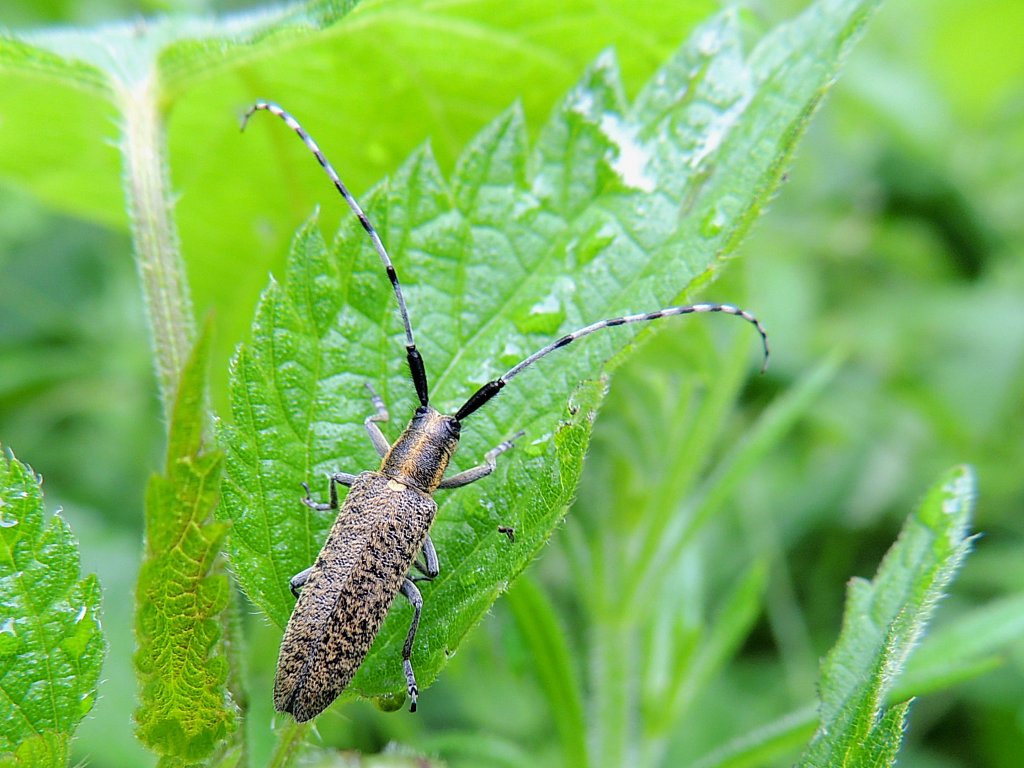 Scheckhorn-Distelbock(Agapanthia villosoviridescens) klettert im Brennesselgebsch; 120503