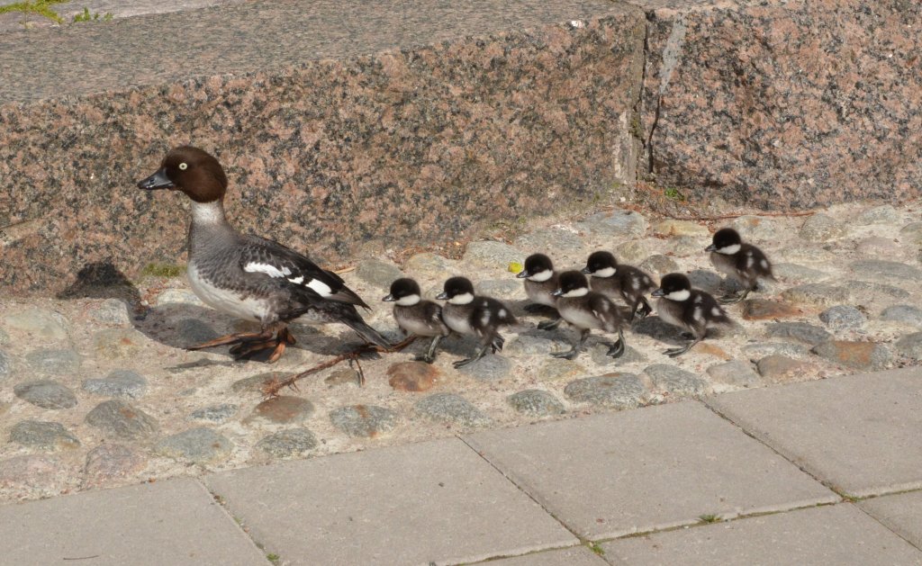 Schellente mit Kken am 06.06.2012 in Turku/Finnland beim Landgang beobachtet. Die 45 bis 50 cm groe Schellente wiegt 500 bis 1.300 g und erreicht eine Flgelspannweite bis zu 80 cm. 