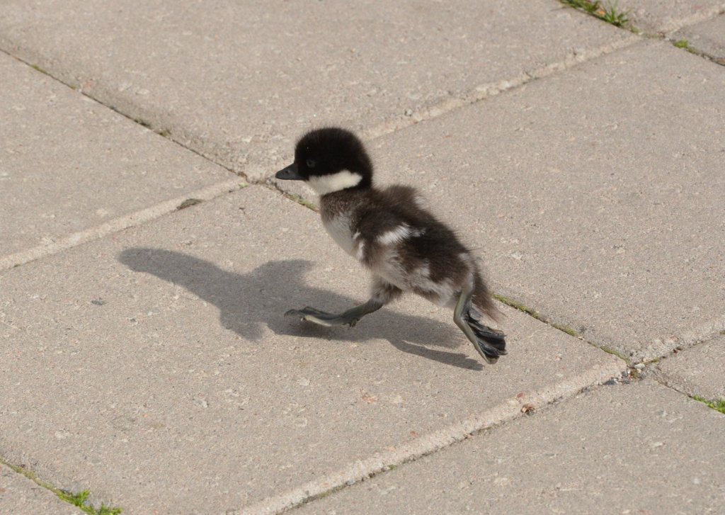 Schellente mit Kken am 06.06.2012 in Turku/Finnland beim Landgang beobachtet. Die 45 bis 50 cm groe Schellente wiegt 500 bis 1.300 g und erreicht eine Flgelspannweite bis zu 80 cm. Wo sind meine Geschwister.