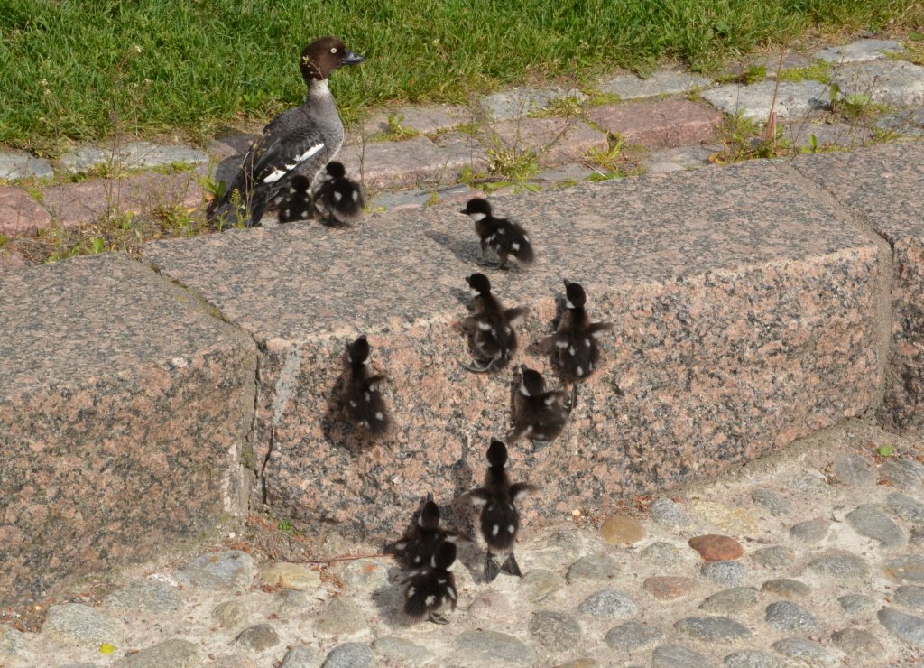 Schellente mit Kken am 06.06.2012 in Turku/Finnland beim Landgang beobachtet. Die 45 bis 50 cm groe Schellente wiegt 500 bis 1.300 g und erreicht eine Flgelspannweite bis zu 80 cm. Hopp Hopp auf die Wiese.