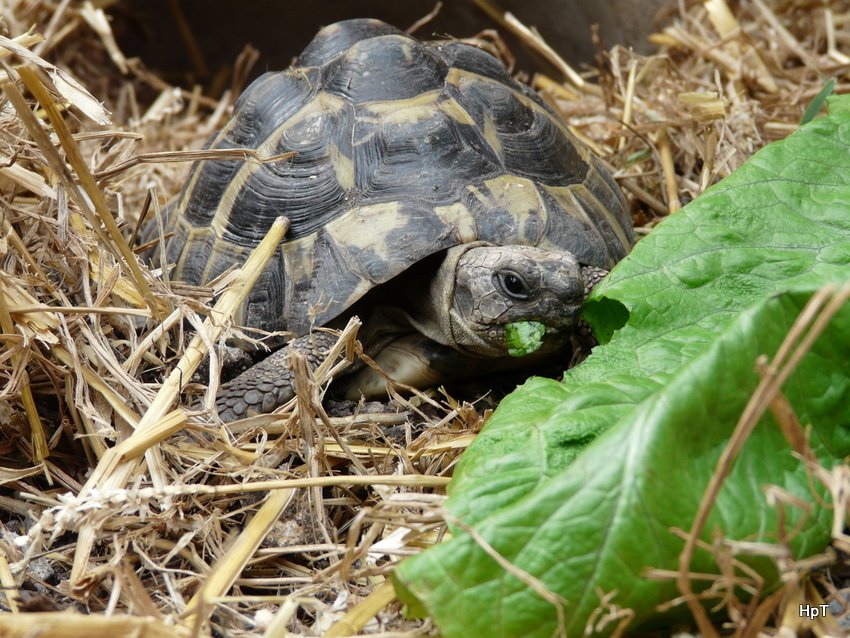 Schildkrte Chrtu beim Fressen am 05.04.2008