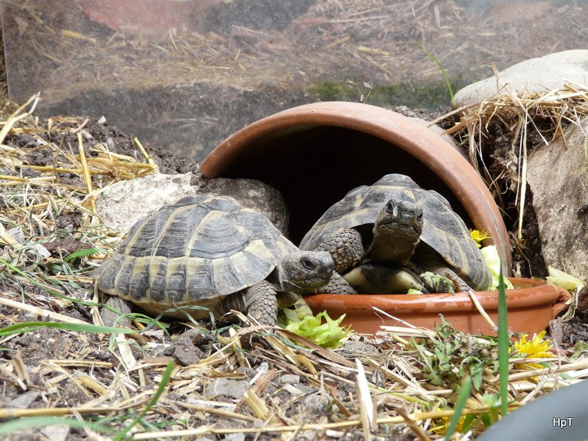 Schildkrte Momo und Chrtu bei der Futterstelle am 20.04.2008