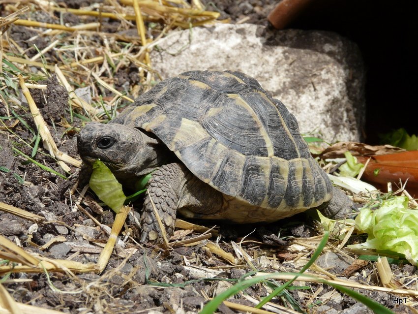 Schildkrte Momo mit Essen unterwegs am 20.04.2008