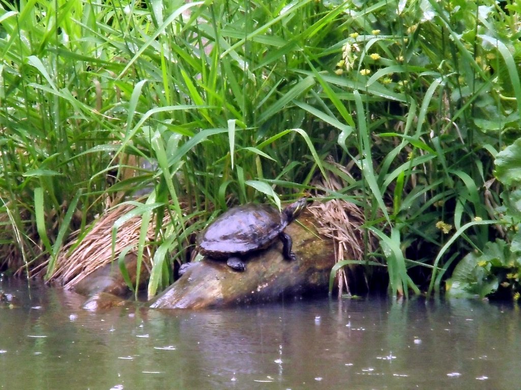 Schildkrte im Teich. Foto 08.06.2012