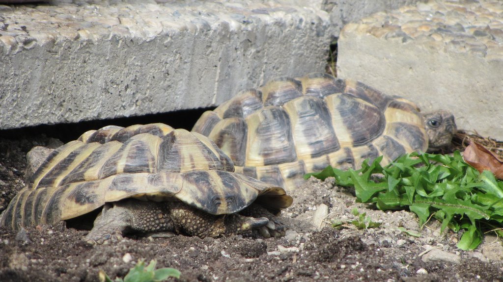 Schildkrten fressen den Lwenzahn.(31.3.2012)