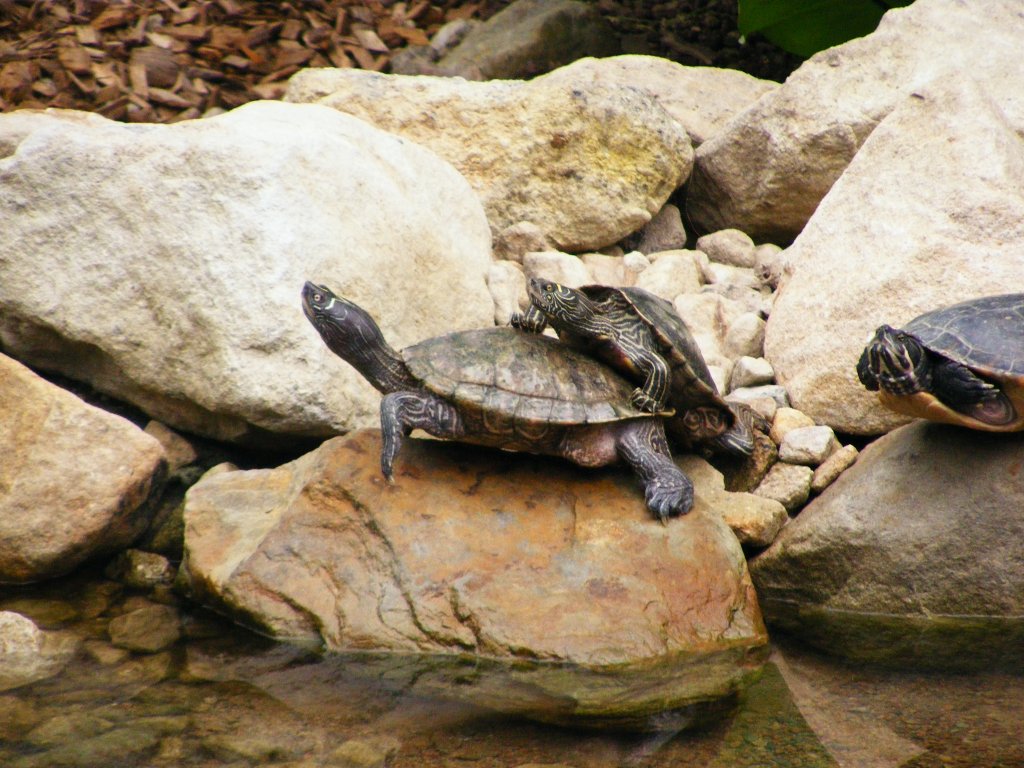 Schildkrten im Gelsenkirchener Zoo am 2. Mai 2010.
Schildkrten sind die lteste noch lebende Reptiliengruppe: gewissermaen Wesen aus der Urzeit! Es gibt Meeresschildkrten, Landschildkrten und Swasserschildkrten. Mehr als die Hlfte aller Swasser-Schildkrtenarten lebt in Asien.
